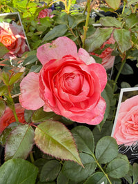 Rosa Terrazza® Scented Peach (Rosa) - Ladybird Nursery
