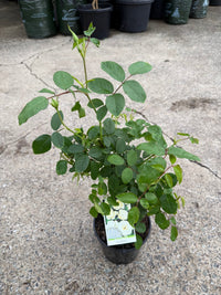Rose 'Iceberg' - Ladybird Nursery