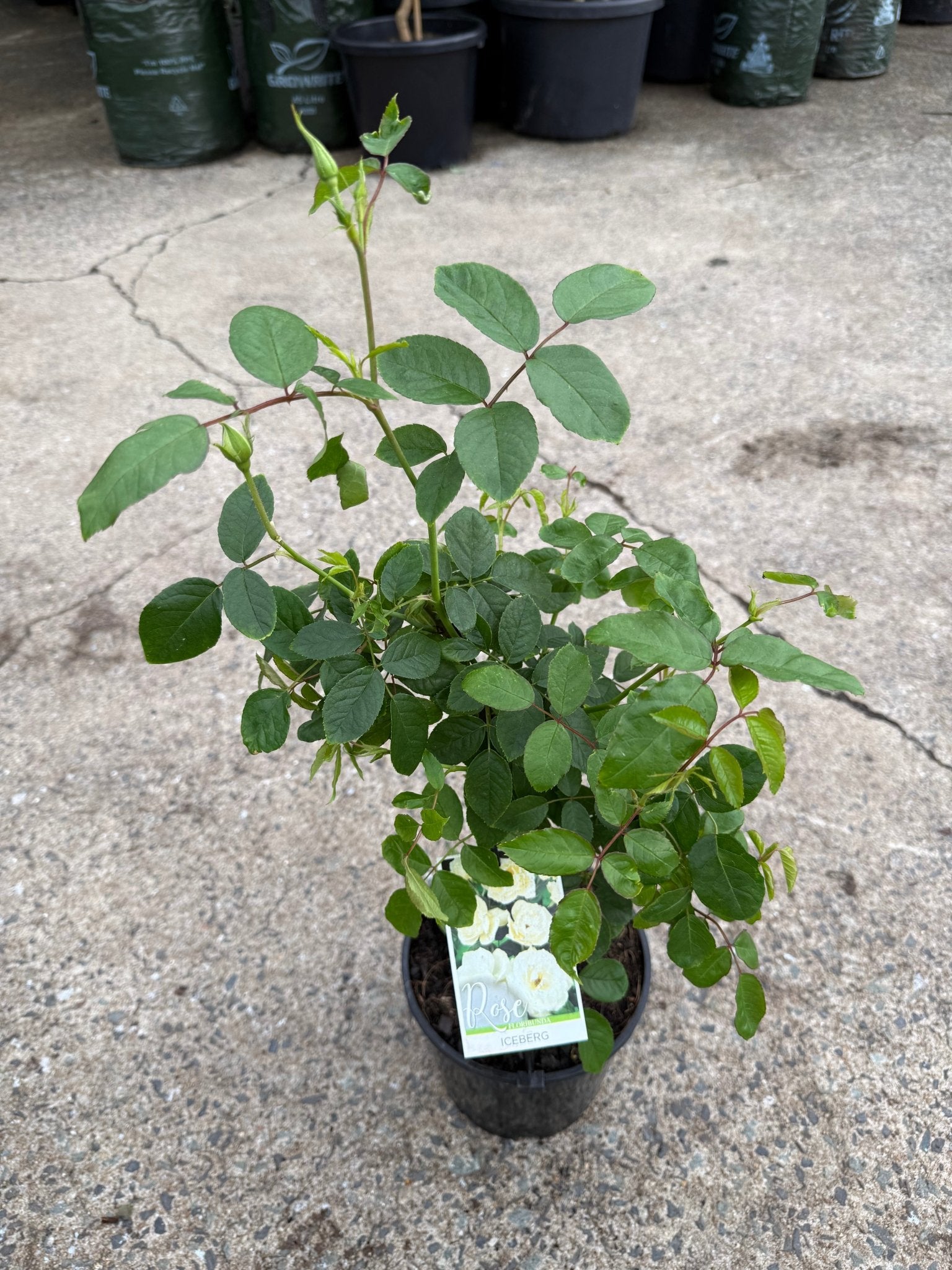 Rose 'Iceberg' - Ladybird Nursery