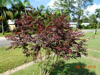 Snowbush Ironstone Range (Breynia sp.)