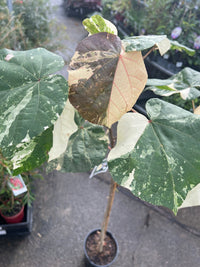 Dwarf Hibiscus tiliaceus Variegated (Beach Hibiscus) - Ladybird Nursery
