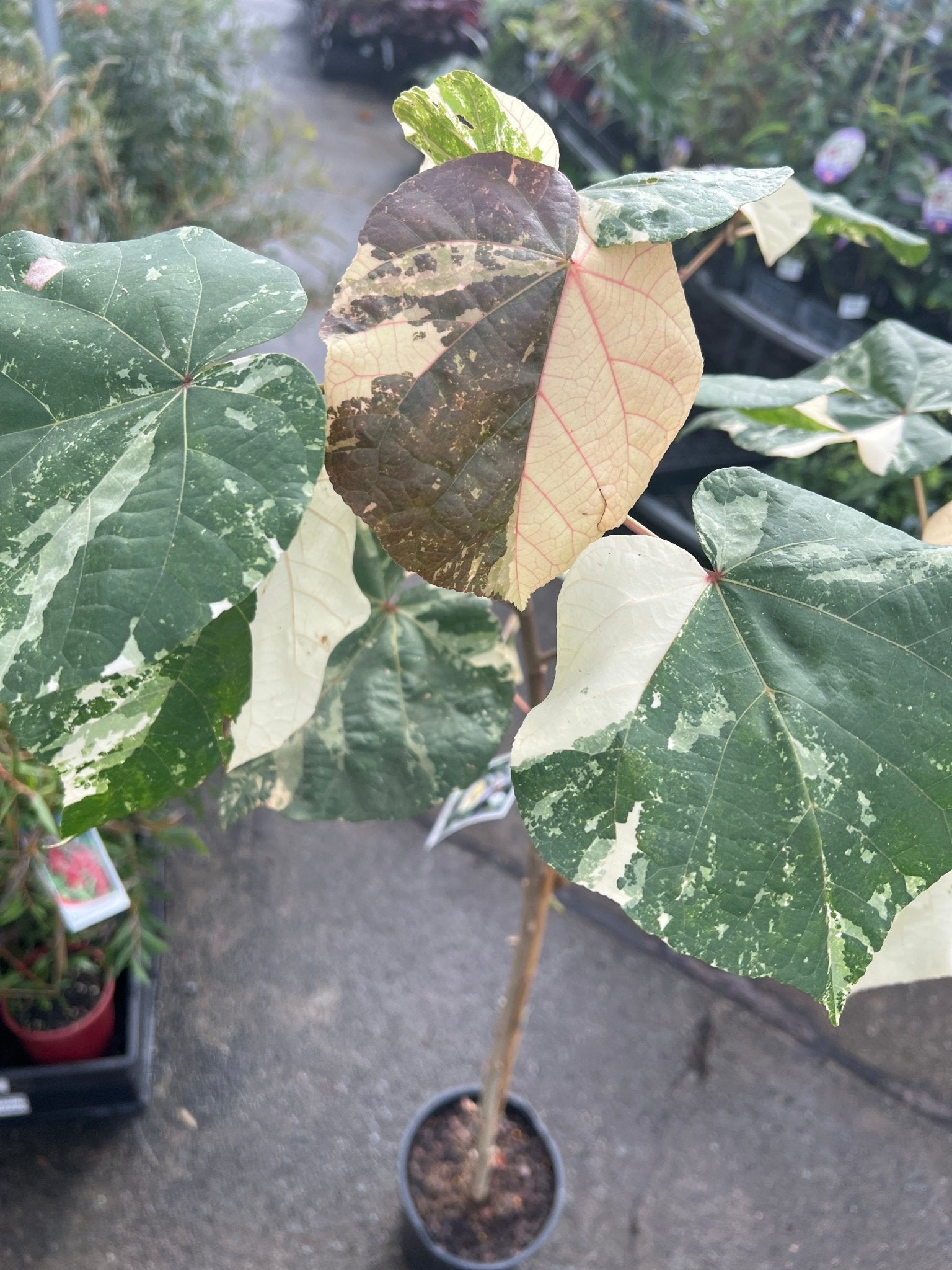Dwarf Hibiscus tiliaceus Variegated (Beach Hibiscus) - Ladybird Nursery