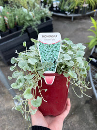Dichondra ‘Silver Falls’ (Dichondra argentea) - Ladybird Nursery