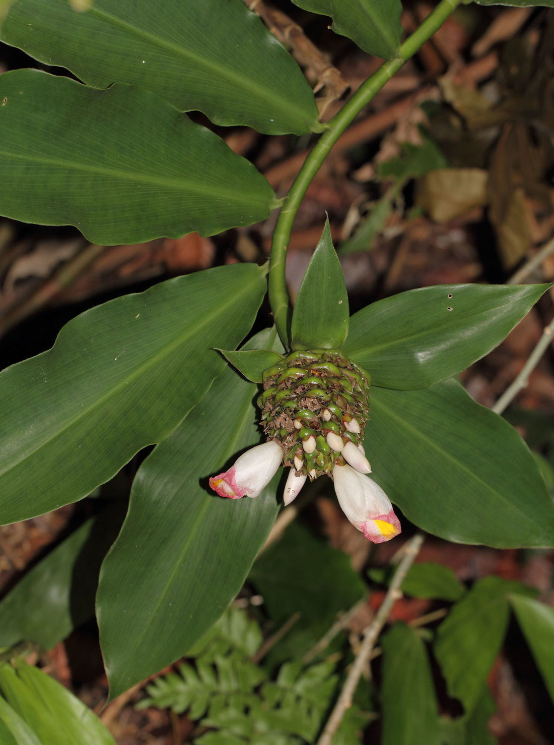African Costus (Costus afer) - Ladybird Nursery