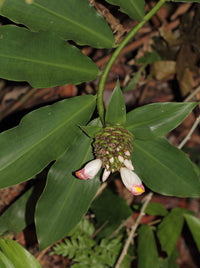 African Costus (Costus afer) - Ladybird Nursery