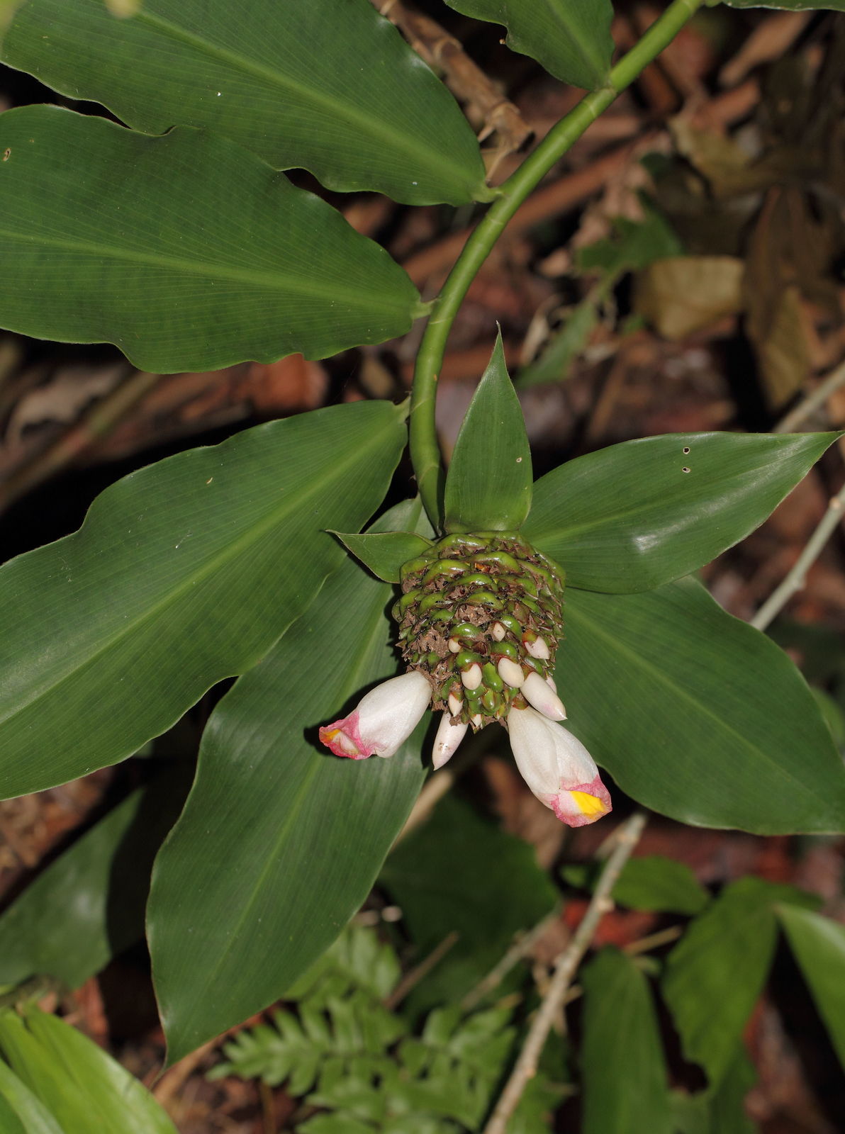African Costus (Costus afer) - Ladybird Nursery