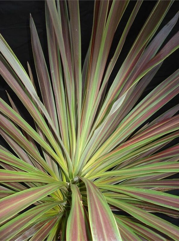 Cordyline Choc Mint (Cordyline australis)