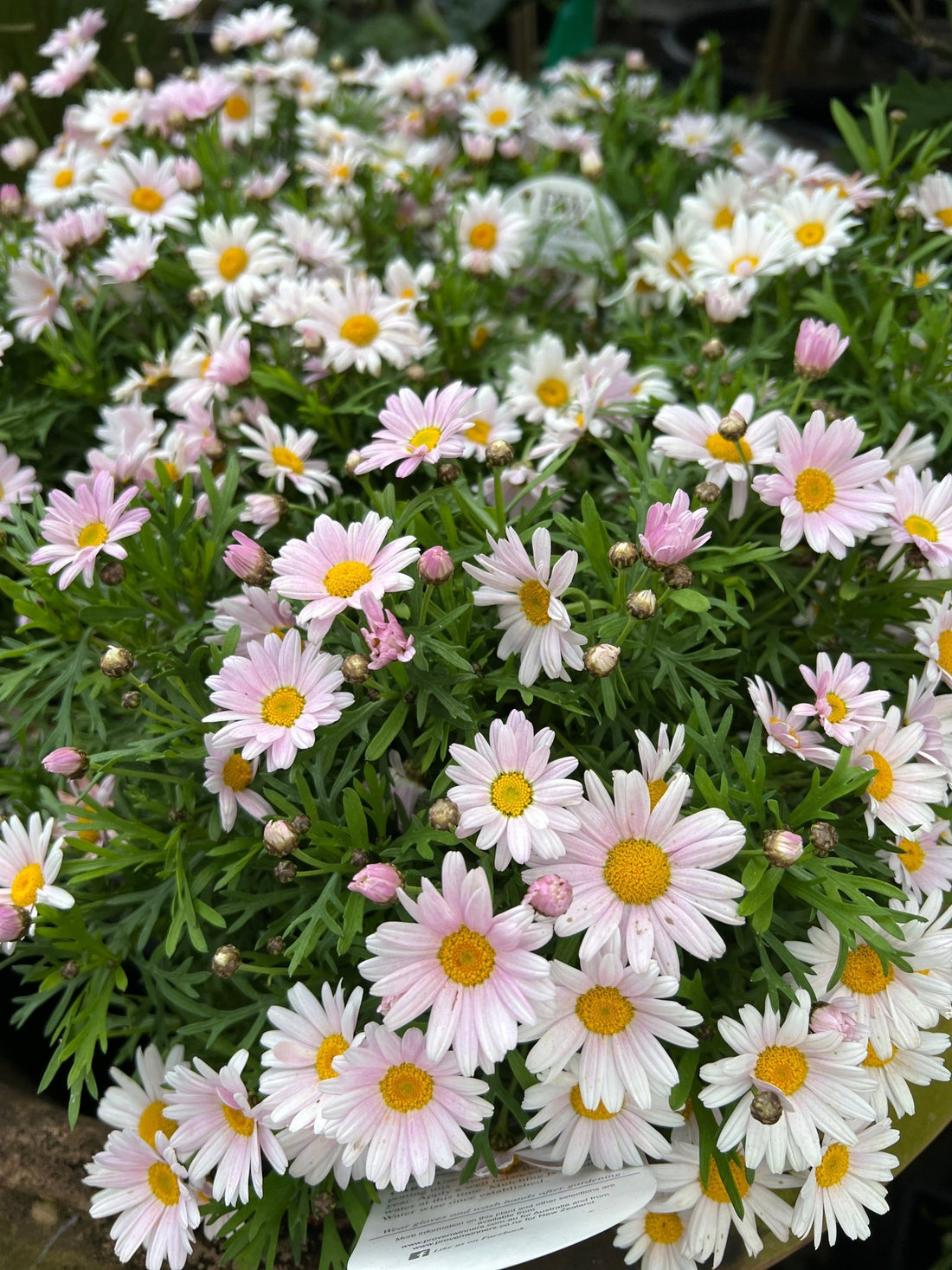 Argyranthumum 'Lolly' - Large - Ladybird Nursery