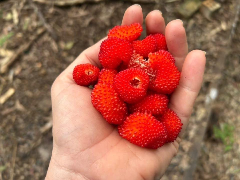 Native Raspberry 'Atherton' (Rubus probus) - Large - Ladybird Nursery