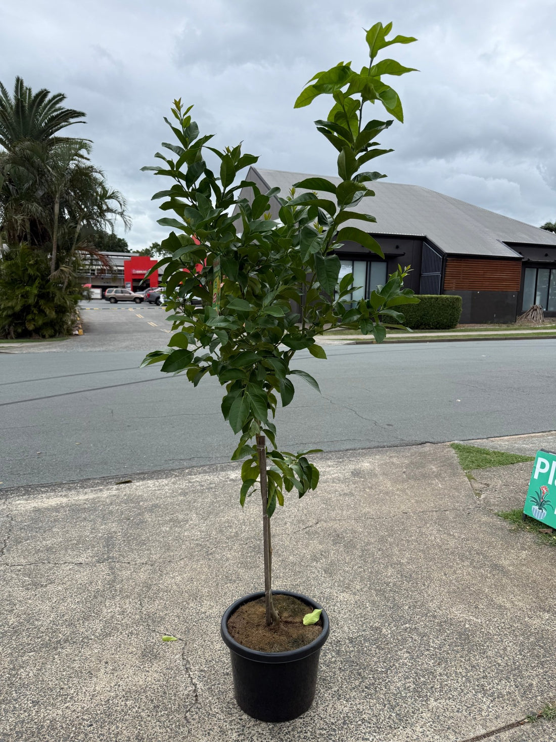 Advanced Lemon 'Eureka Seedless' 400mm/45Ltr Pot (PICK UP ONLY) - Ladybird Nursery