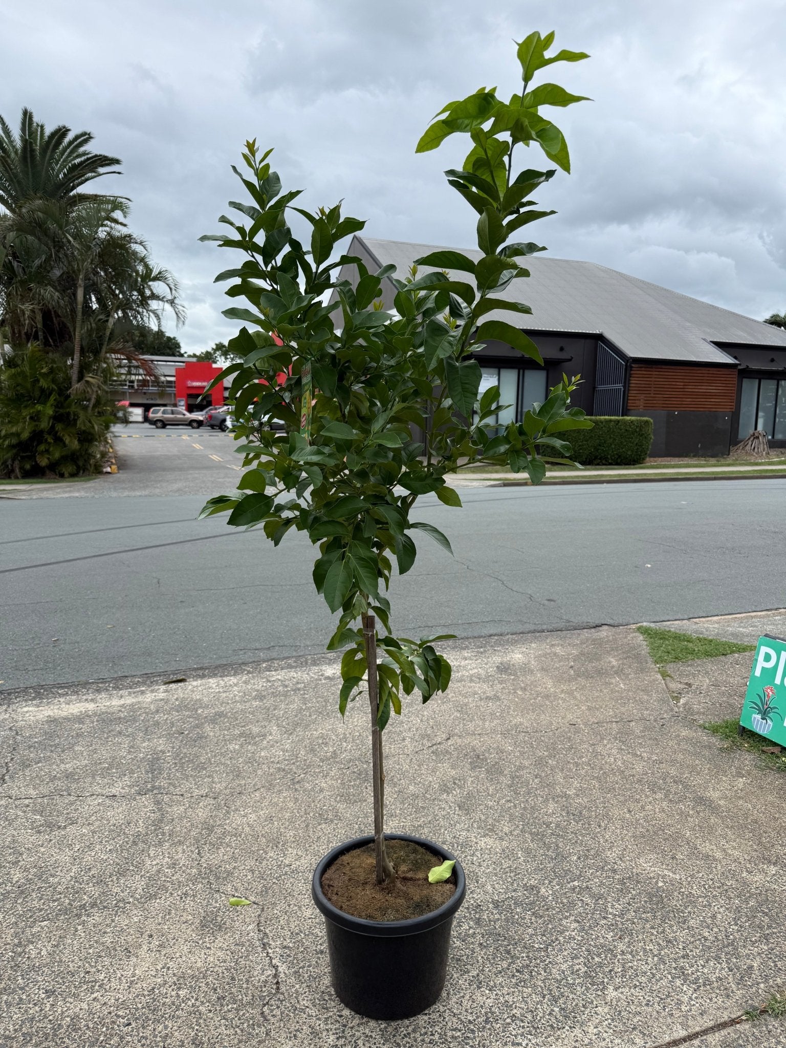 Advanced Lemon 'Eureka Seedless' 400mm/45Ltr Pot (PICK UP ONLY) - Ladybird Nursery