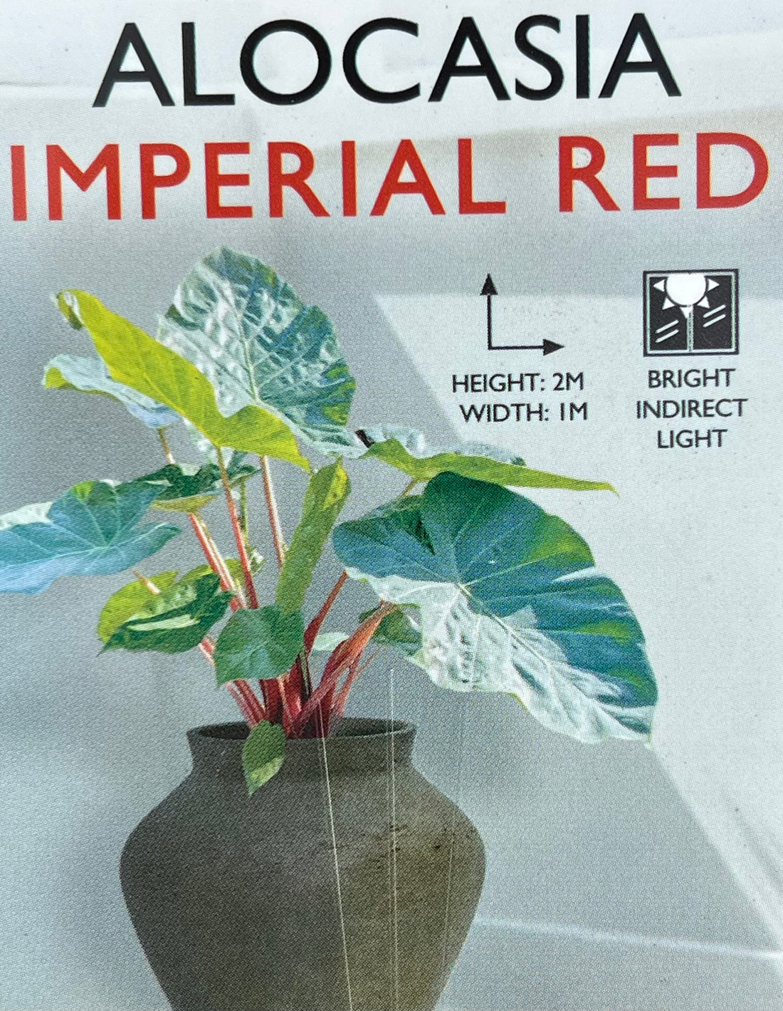 Alocasia 'Imperial Red' - Large
