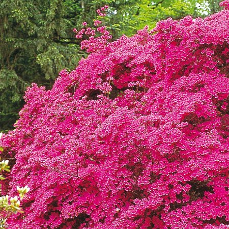 Azalea Amoena - Ladybird Nursery
