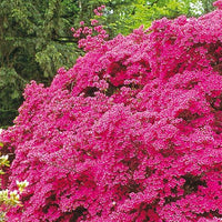 Azalea Amoena - Ladybird Nursery