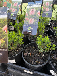 Kunzea baxteri 'Persian Pink' - Ladybird Nursery