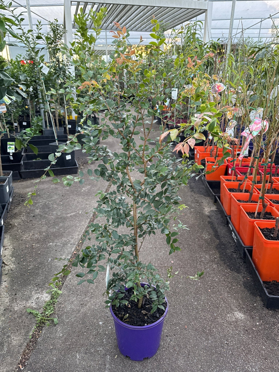 Jaboticaba (Large) - Ladybird Nursery