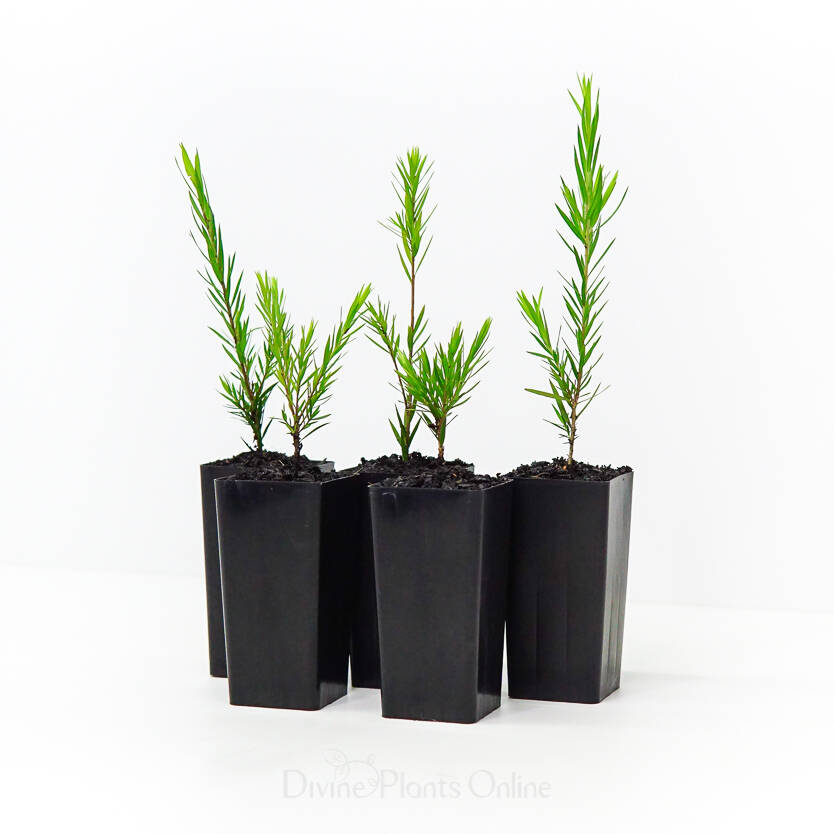 Black Tea-tree Revolution Green (Melaleuca bracteata)