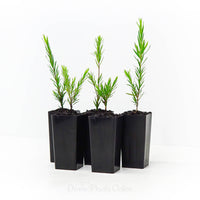 Black Tea-tree Revolution Green (Melaleuca bracteata)