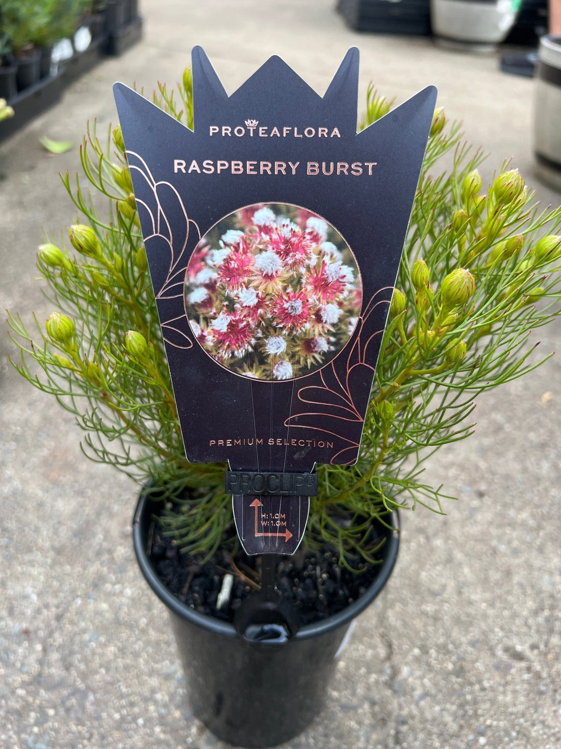 Serruria phylicoides 'Raspberry Burst' - Ladybird Nursery