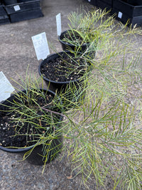 Grevillea 'Cooroora Cascade' groundcover - Large - Ladybird Nursery
