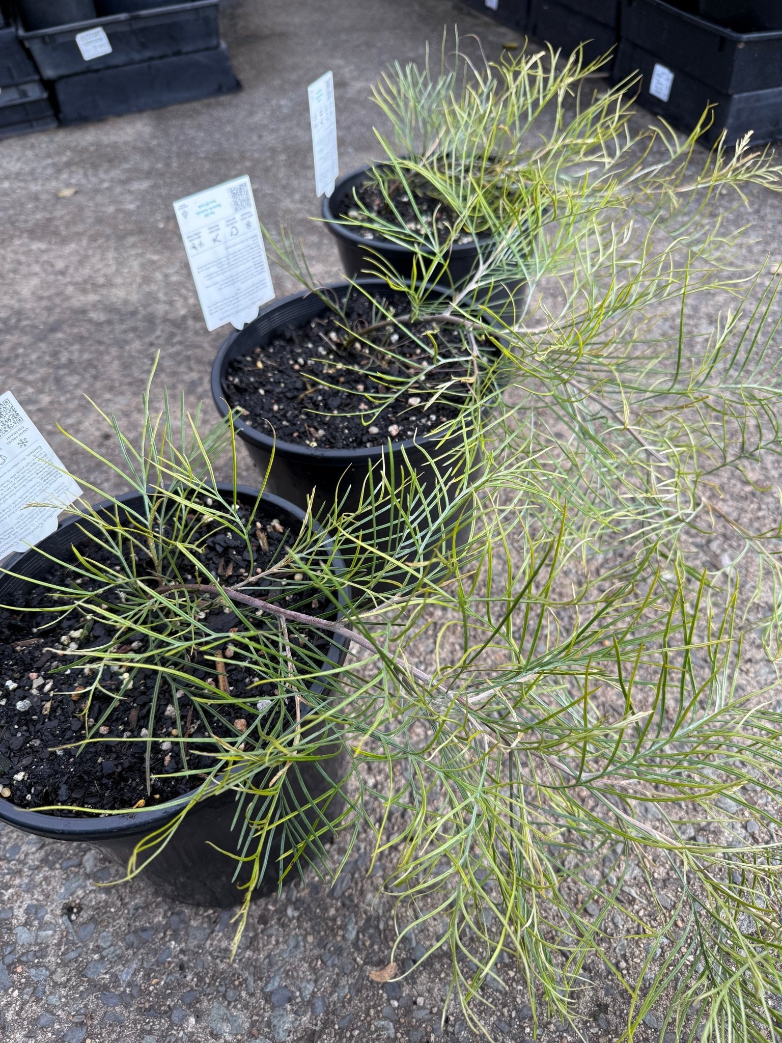Grevillea 'Cooroora Cascade' groundcover - Large - Ladybird Nursery