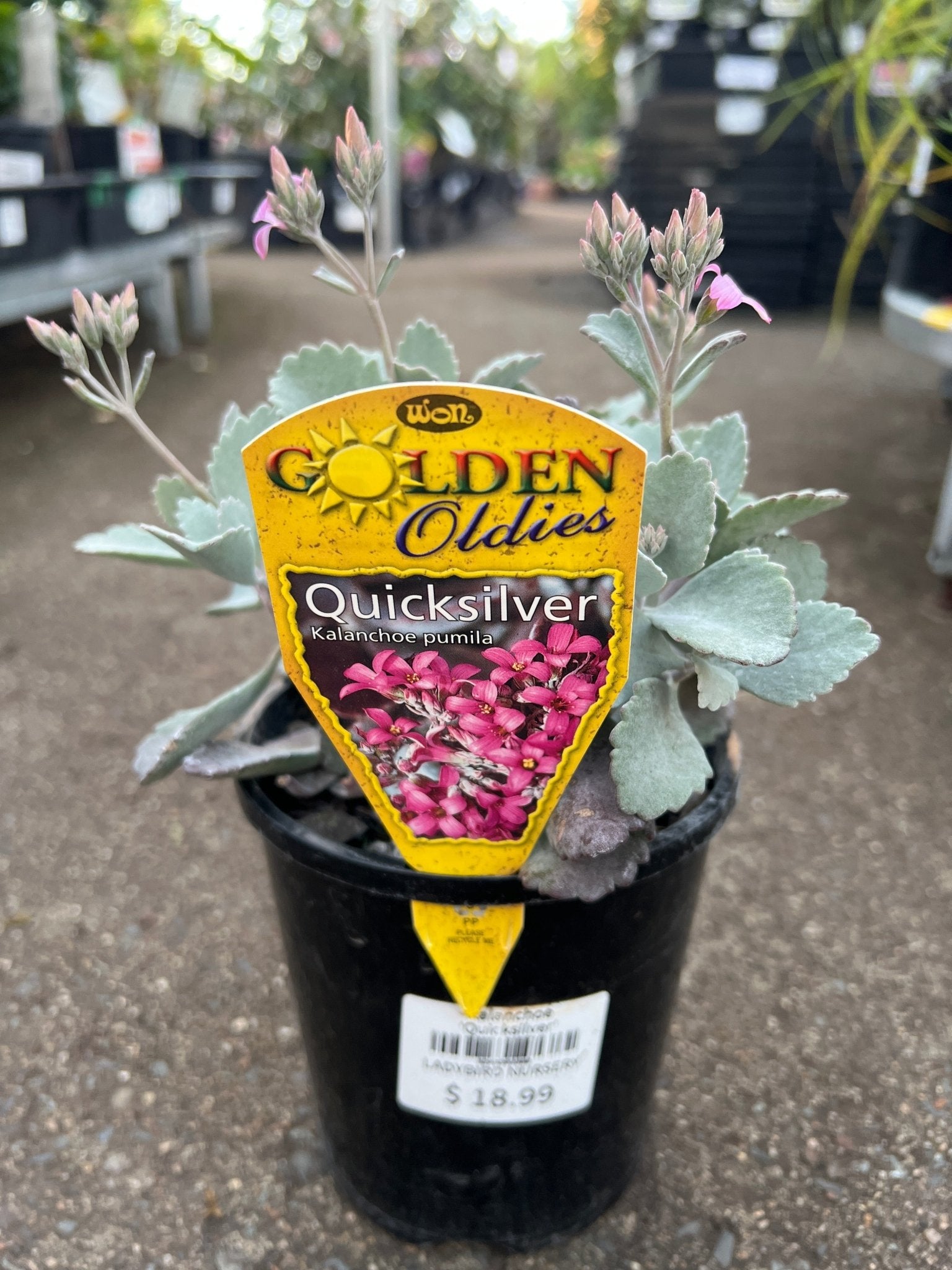 Kalanchoe 'Quicksilver' - Ladybird Nursery
