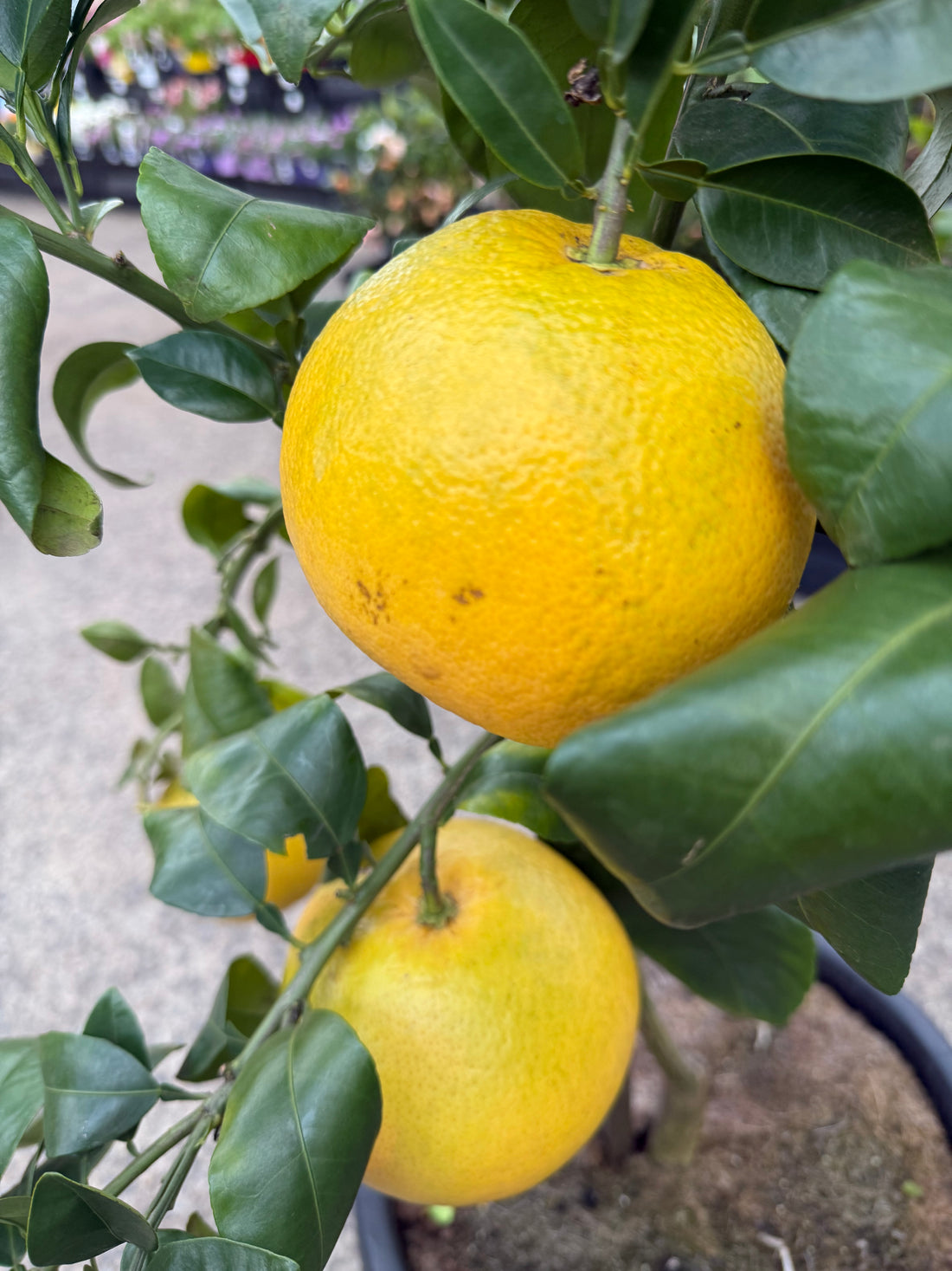 Grapefruit DWARF 'Red' 330mm (PICKUP ONLY)