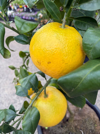 Grapefruit DWARF 'Red' 330mm (PICKUP ONLY)