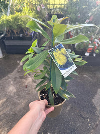 Golden Penda 'Fairhill Gold' (Xanthostemon chrysanthus) - Ladybird Nursery