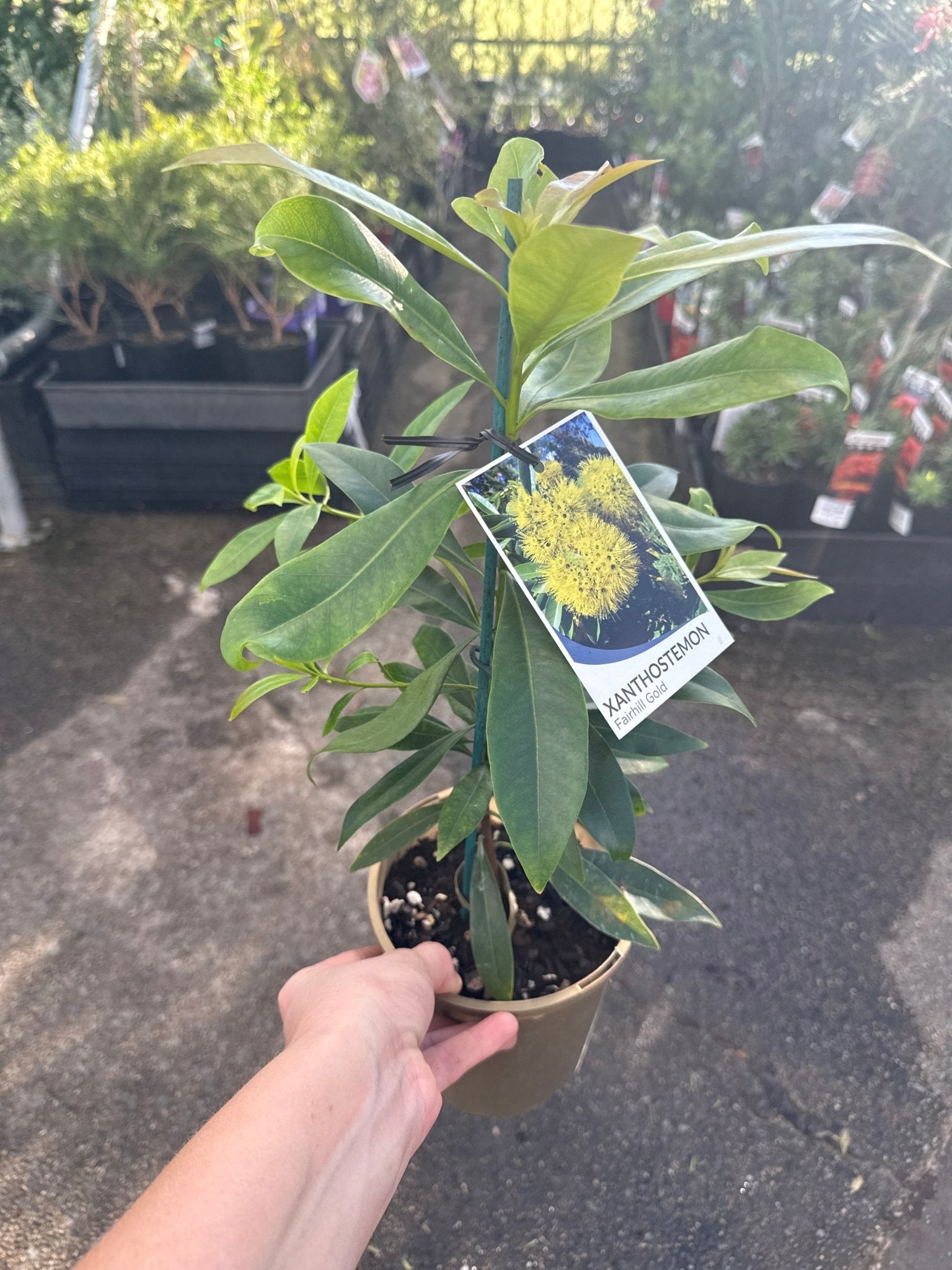 Golden Penda 'Fairhill Gold' (Xanthostemon chrysanthus) - Ladybird Nursery