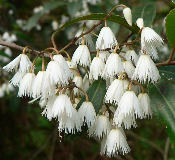 Blueberry Ash Green Dream (Elaeocarpus reticulatus) - Ladybird Nursery