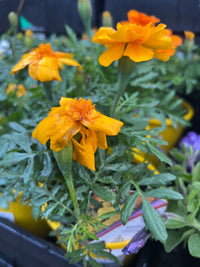 Marigold 'French Dwarf' (PICK UP ONLY) - Ladybird Nursery