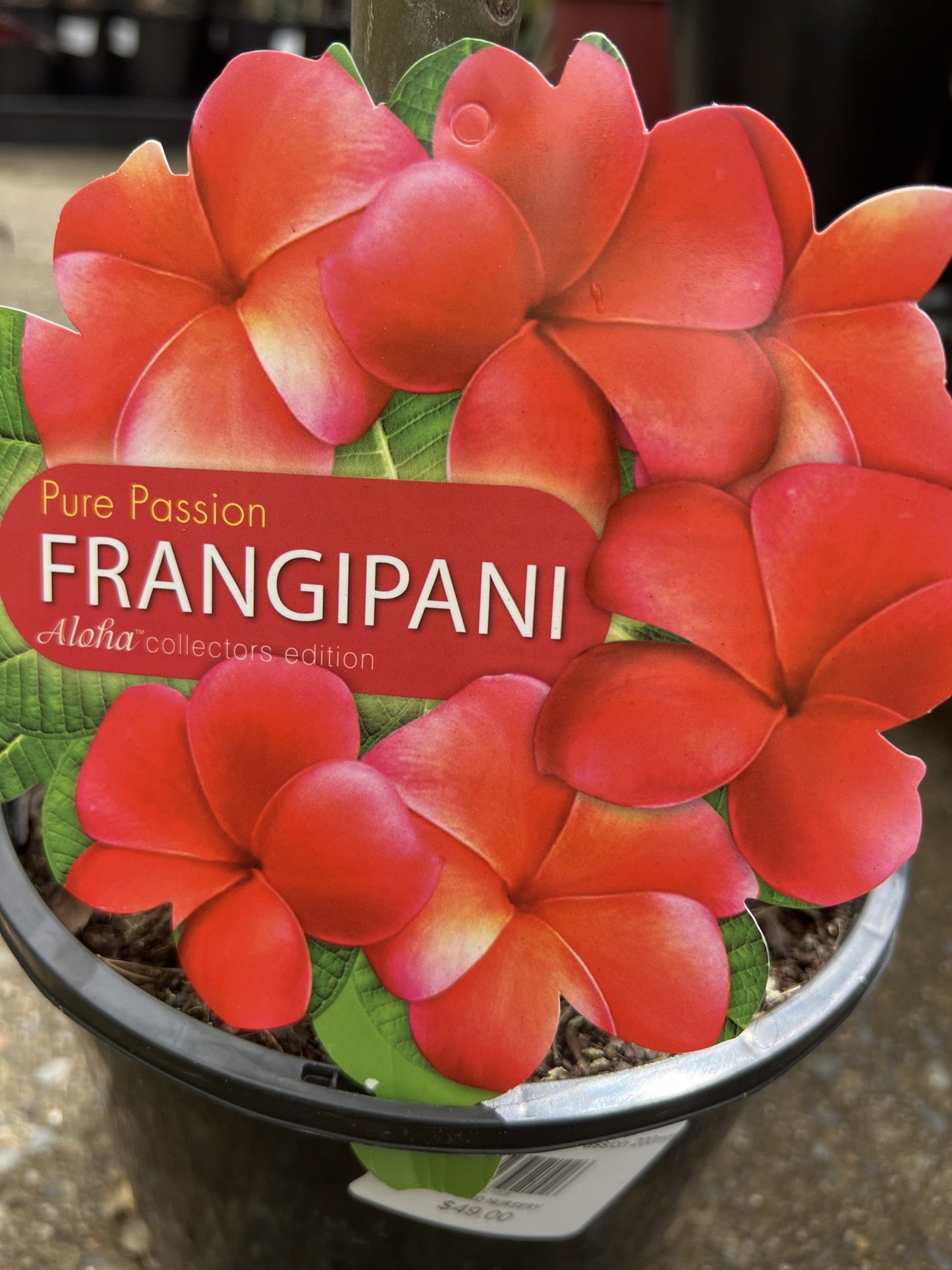 Frangipani Pure Passion (Plumeria rubra)
