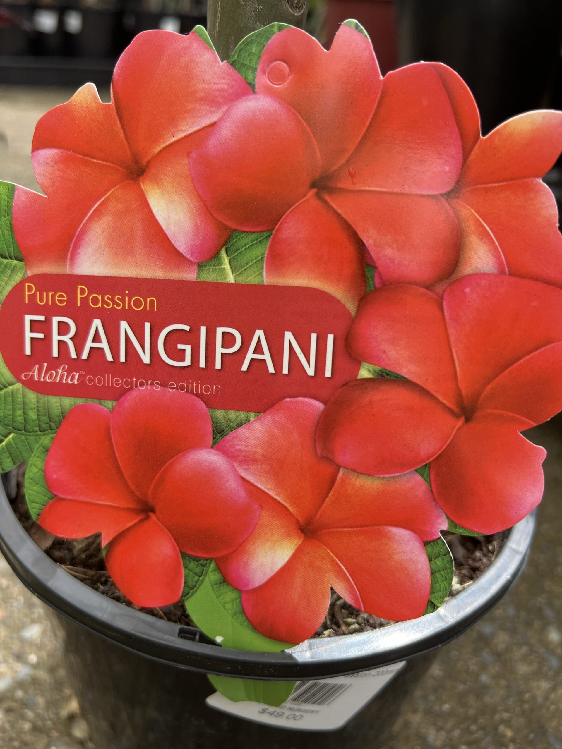 Frangipani Pure Passion (Plumeria rubra)