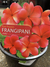 Frangipani Pure Passion (Plumeria rubra)