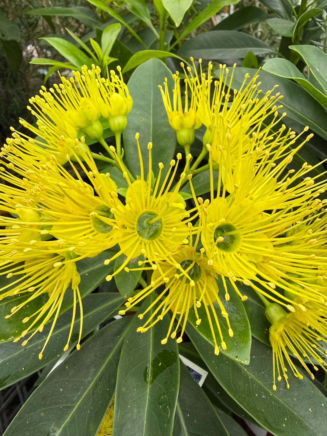 Golden Penda 'Expo Gold' (Xanthostemon chrysanthus) - Ladybird Nursery