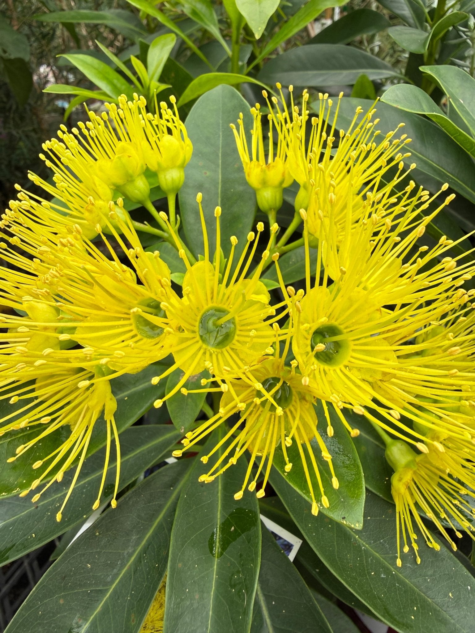 Golden Penda 'Expo Gold' (Xanthostemon chrysanthus) - Ladybird Nursery