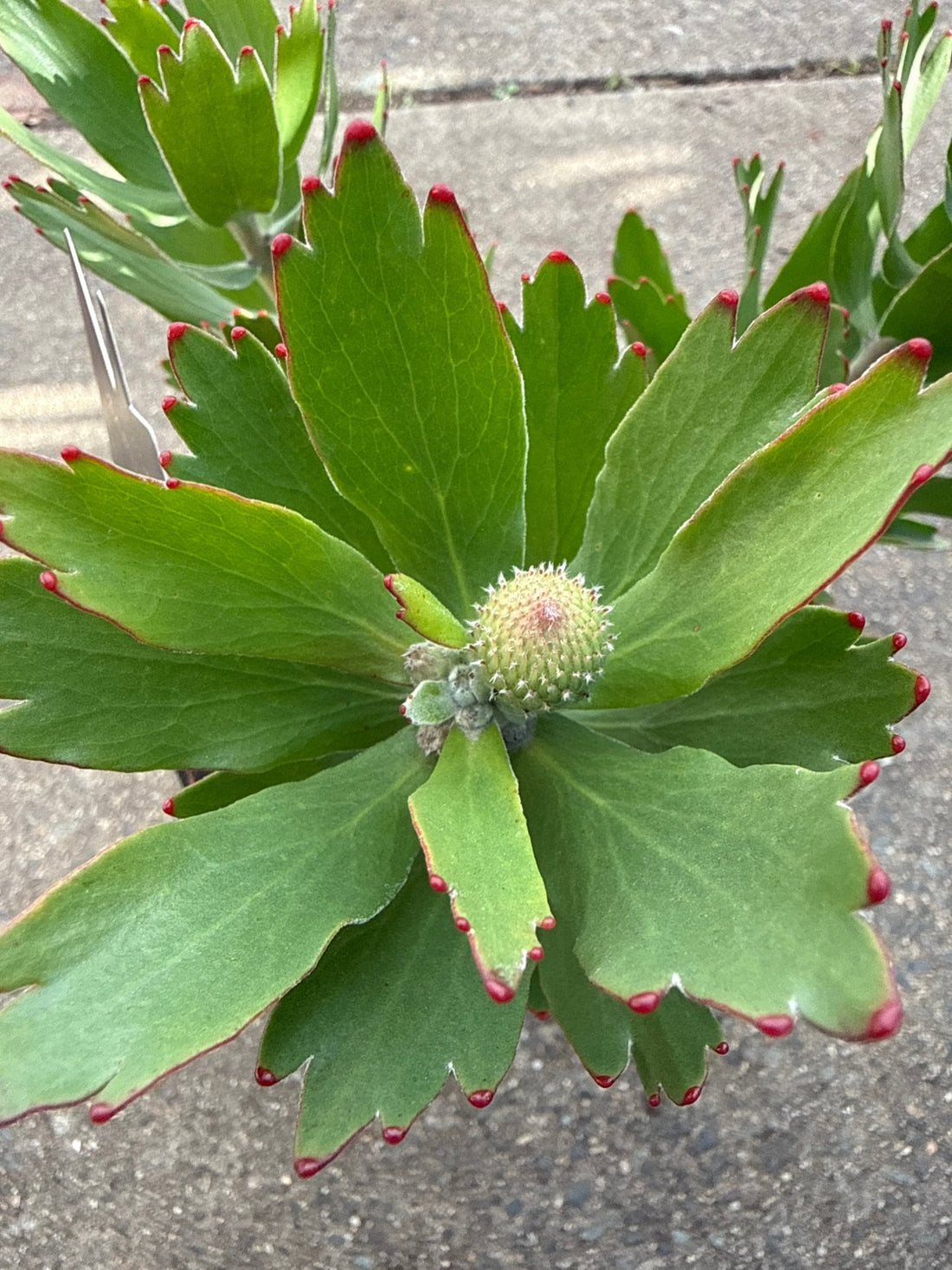 Leucospermum 'Carnival Crimson' - Ladybird Nursery
