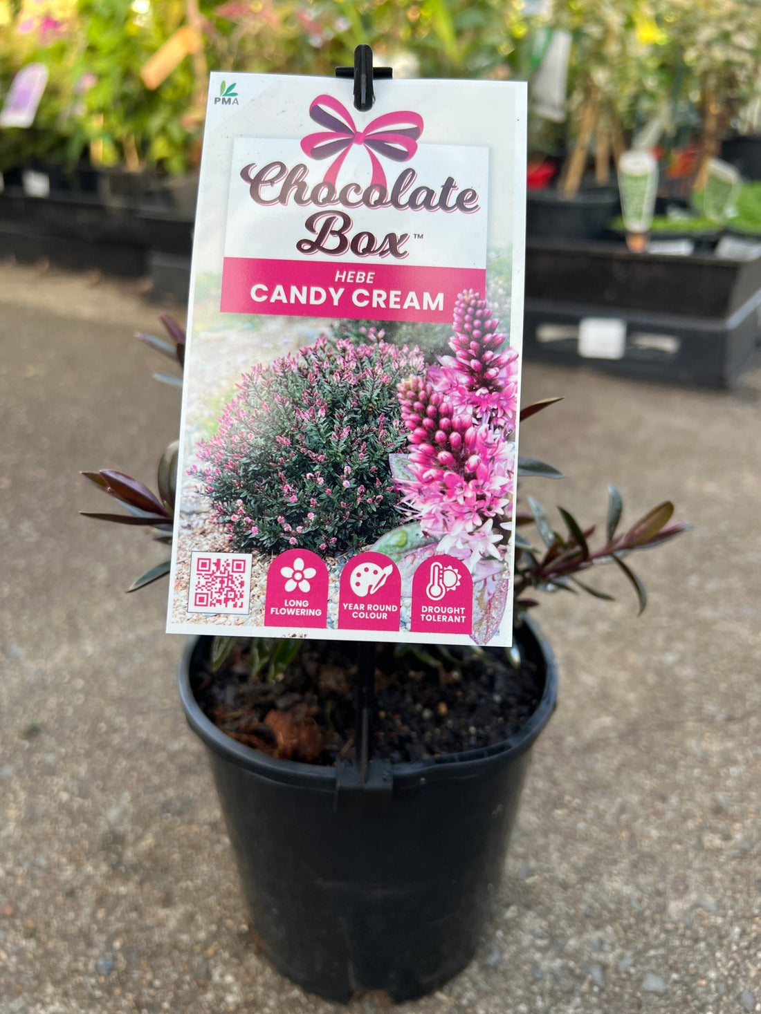 Hebe Chocolate Box 'Candy Cream' - Ladybird Nursery