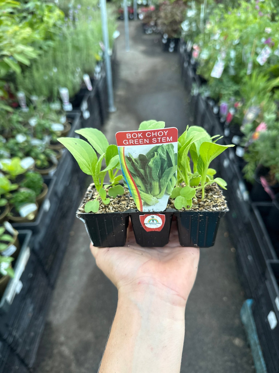 Bok Choy (Pickup Only) - Ladybird Nursery