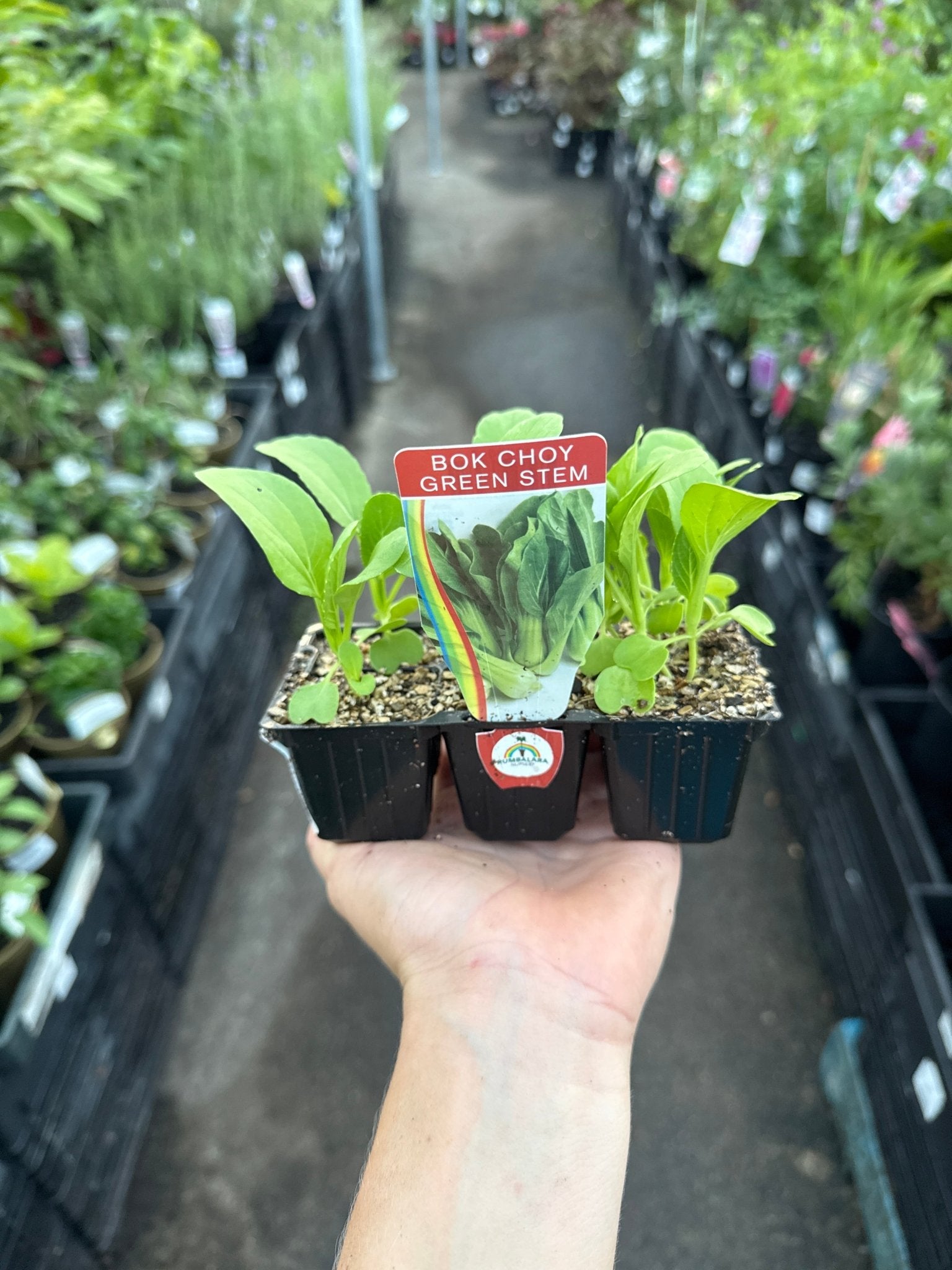 Bok Choy (Pickup Only) - Ladybird Nursery