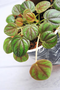 Peperomia Peppermill (Peperomia)