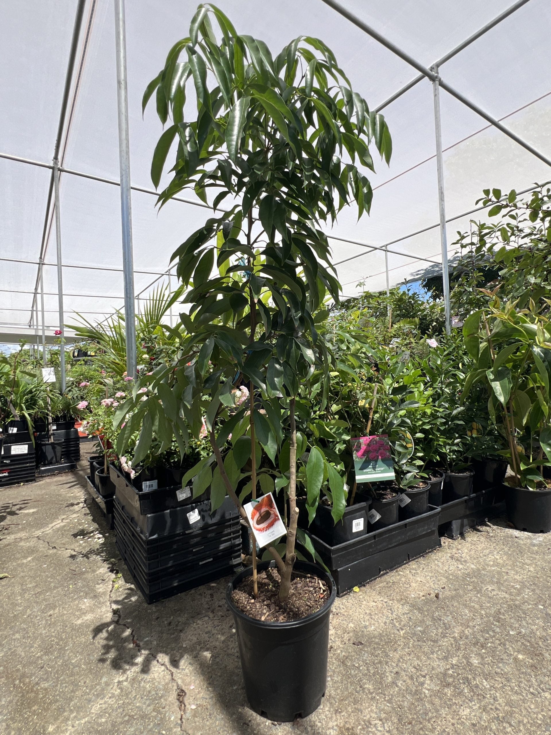 Lychee Tai So- Semi Dwarf 250mm (PICK UP ONLY)