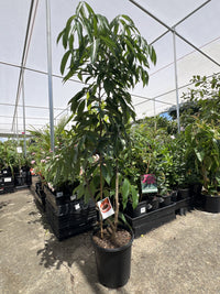 Lychee Tai So- Semi Dwarf 250mm (PICK UP ONLY)