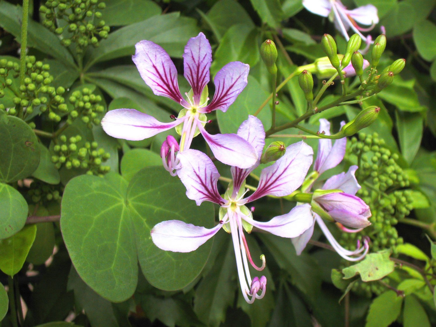 Climbing Bauhinia (Bauhinia corymbosa)
