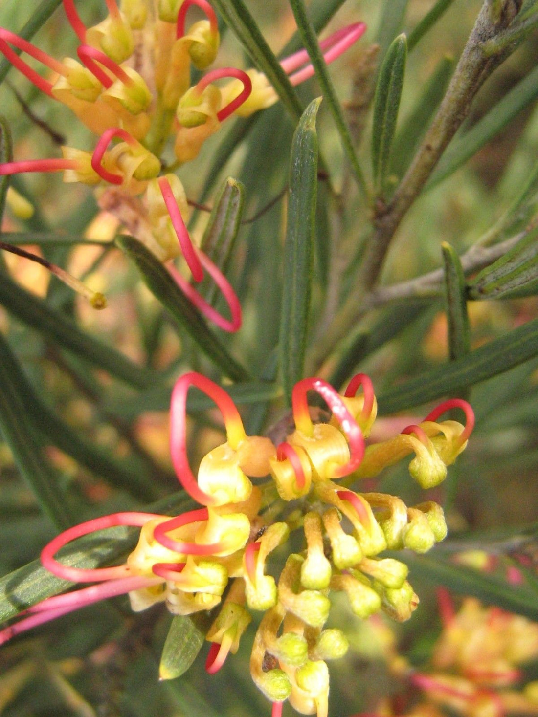 Grevillea Flora Mason - Ladybird Nursery