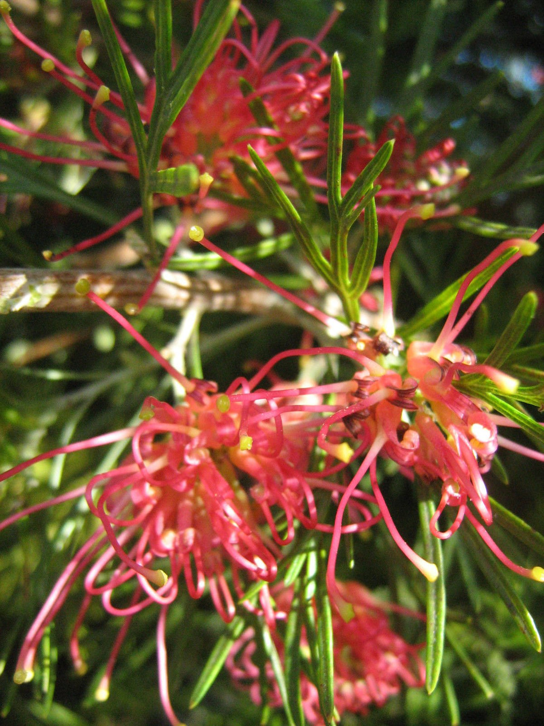 Grevillea 'Winpara Gem' - Ladybird Nursery