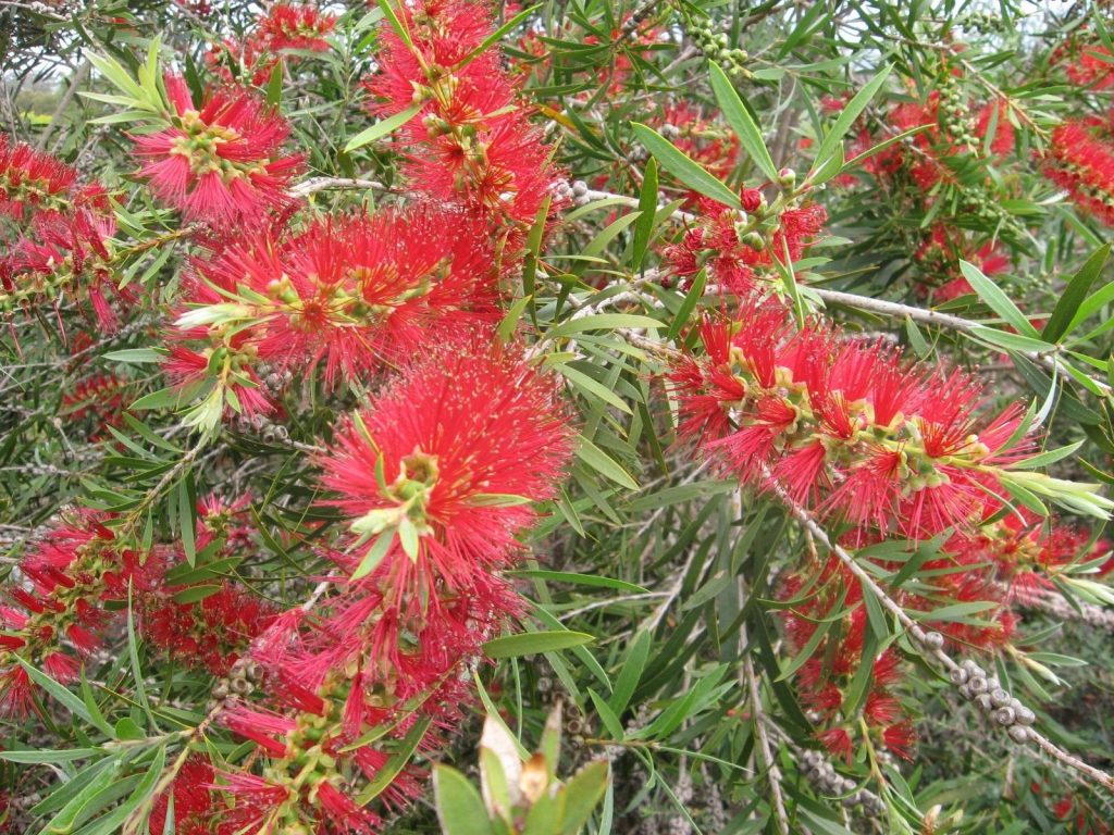 Bottlebrush Genoa Glory (Callistemon)