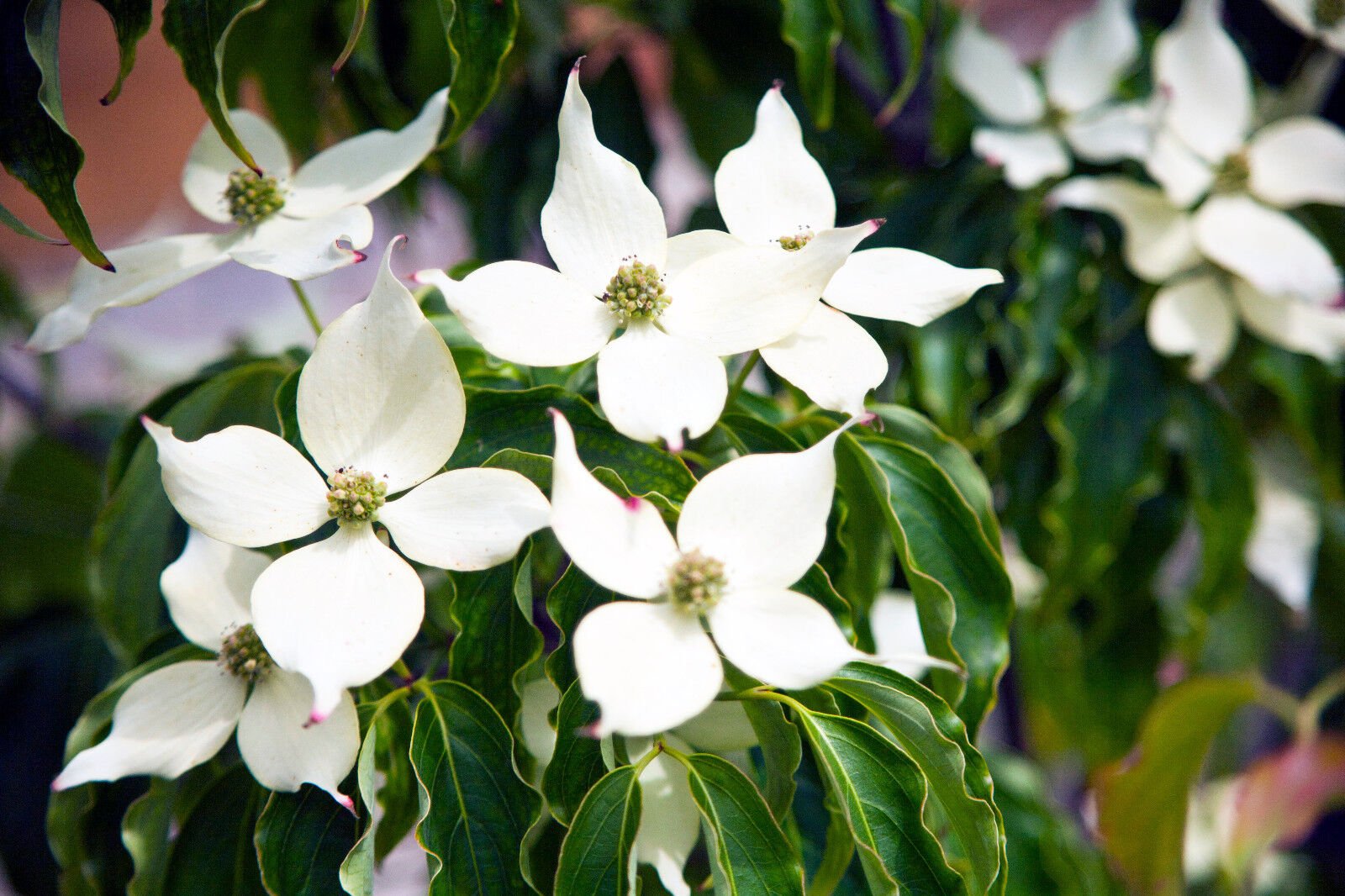 Chinese Dogwood chinensis (Cornus kousa) - Ladybird Nursery