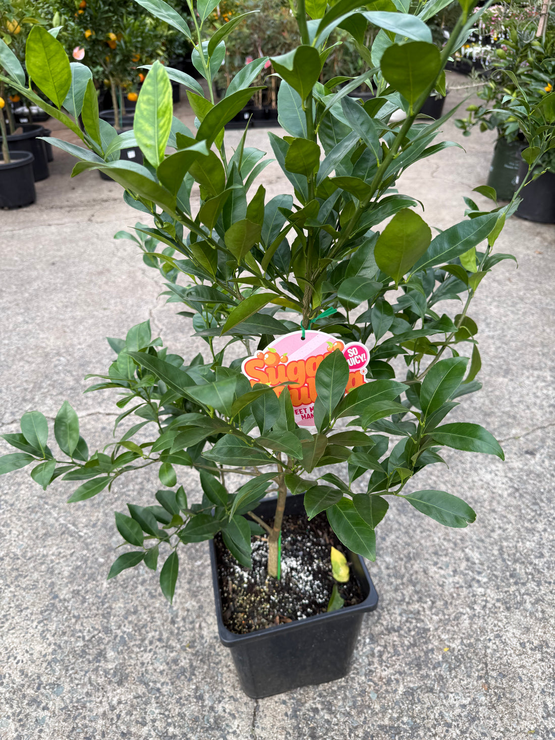 Mandarin Dwarf 'Sugar Bubba' 300mm Advanced (PICKUP ONLY)